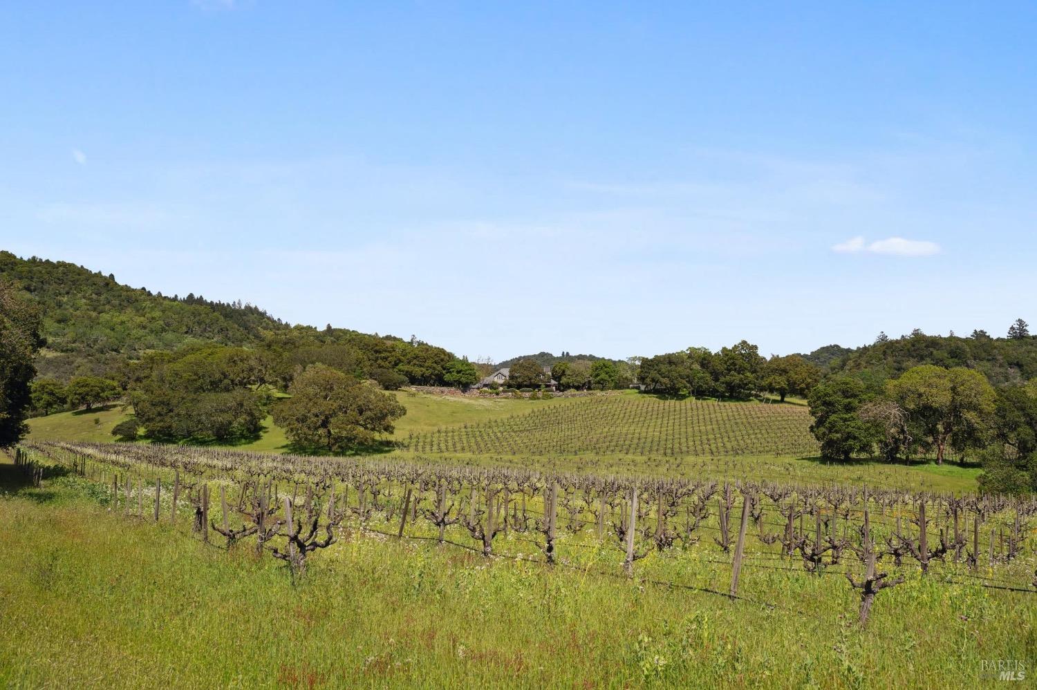 Old head-trained vines