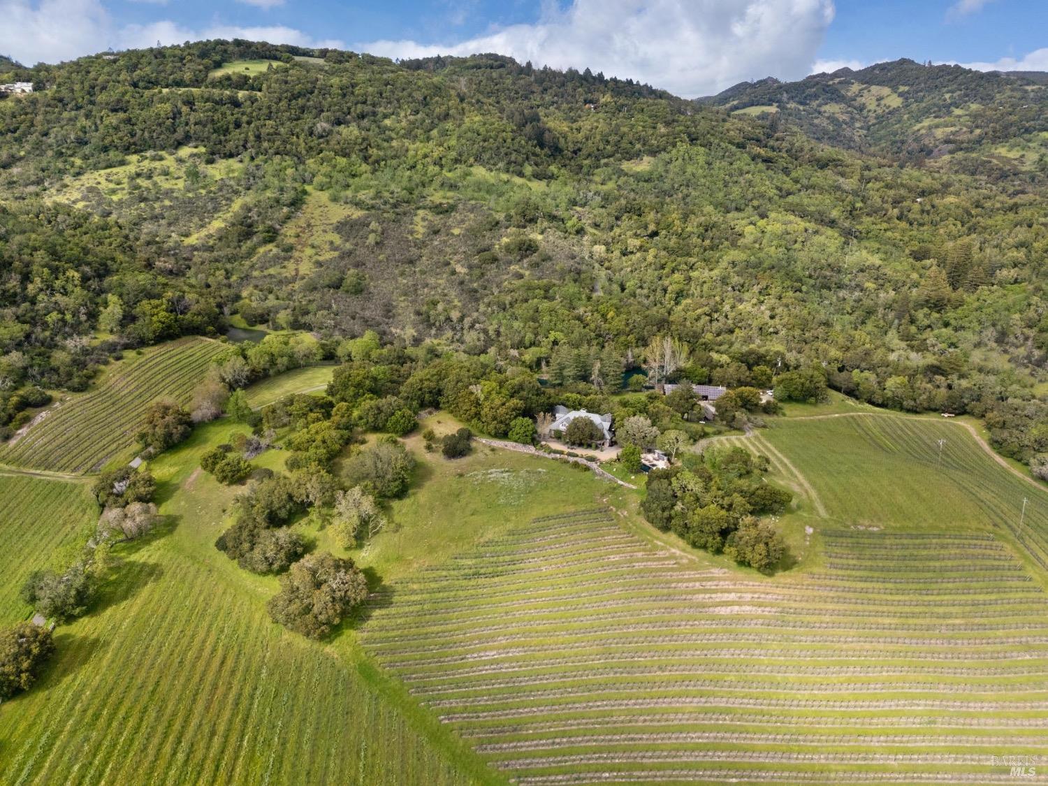 A single vine-covered hill at the estate, rows wrapping the contour of the slope below stands of native oak.